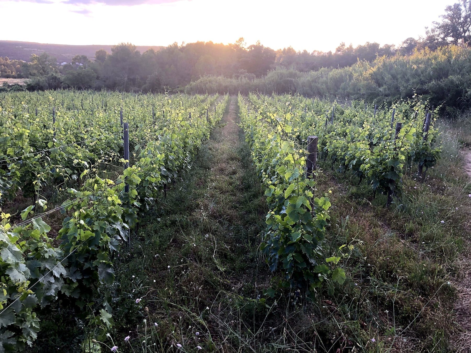 Cuvées Clos Saint Conti