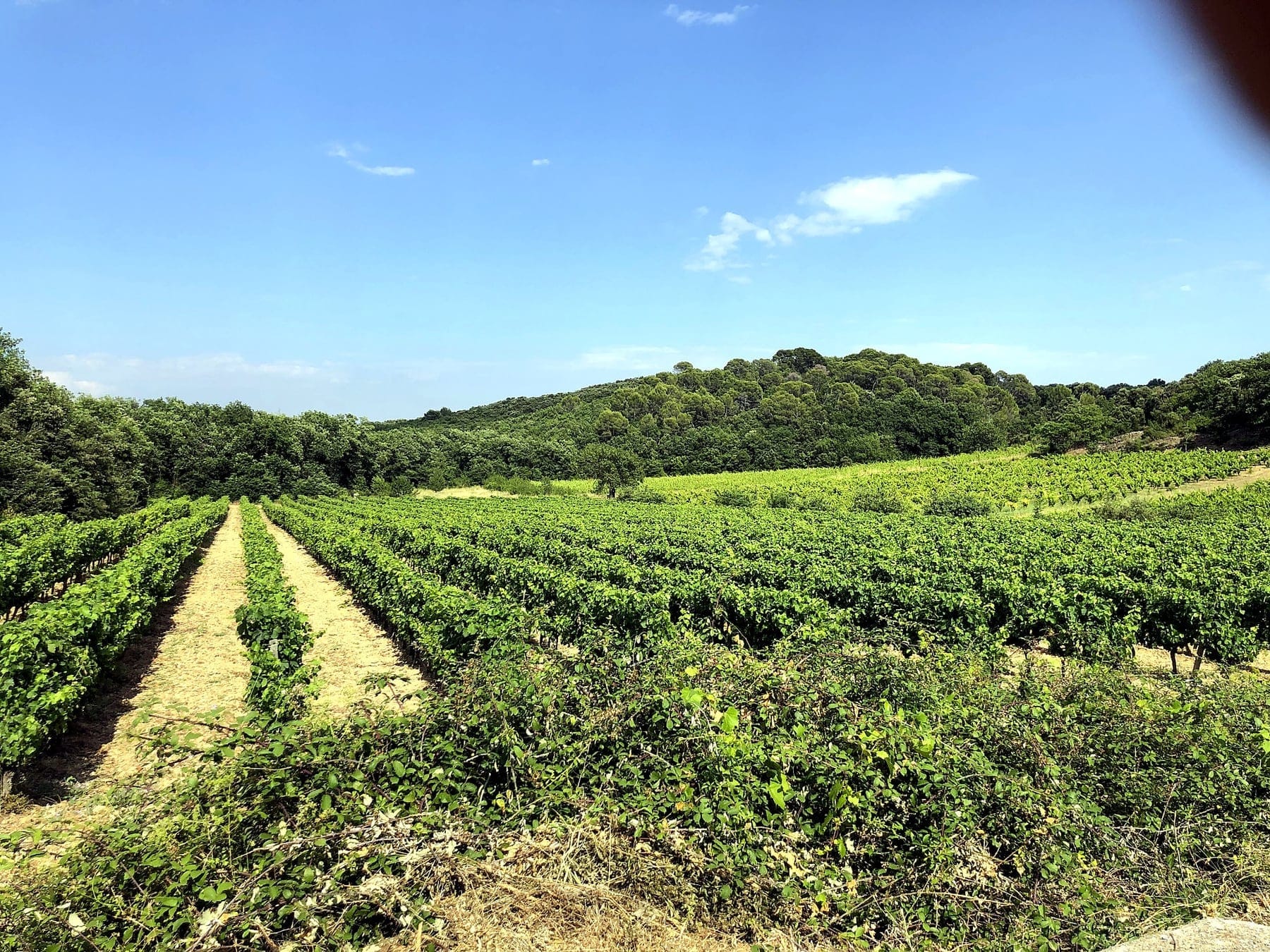 Rangs de vignes sur les coteaux du domaine