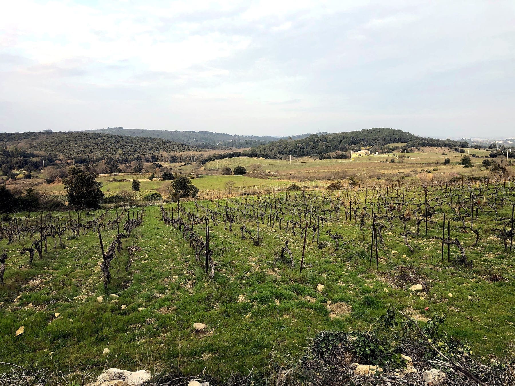 Murets de pierres et vignes du domaine
