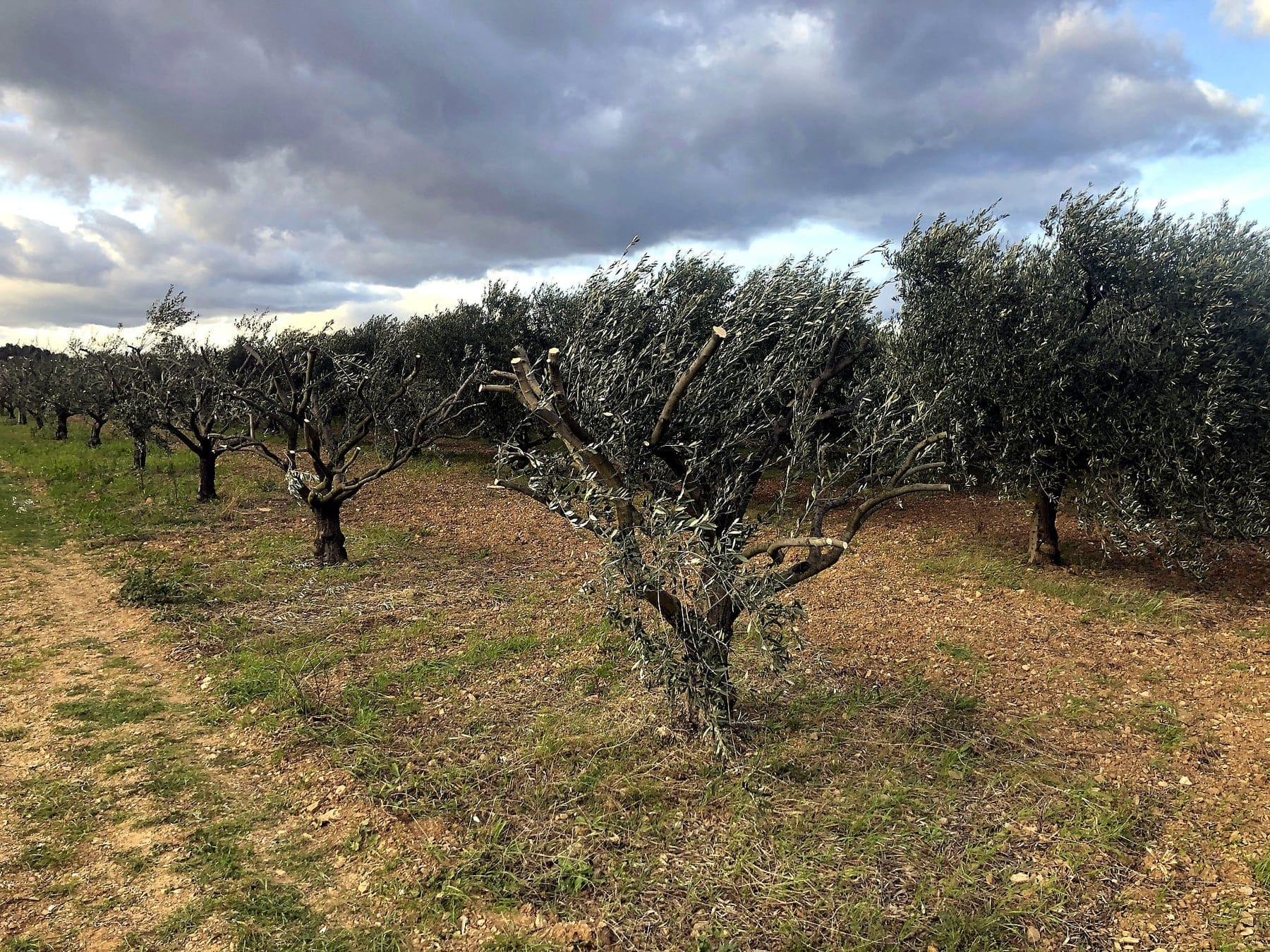 Oliviers du domaine